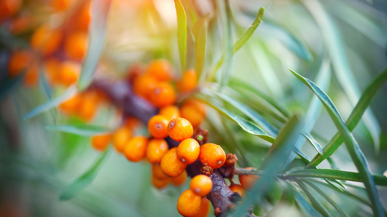 Sea Buckthorn Berry