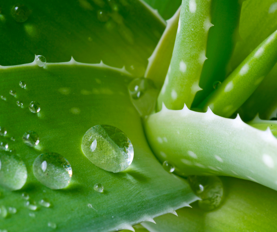 aloe-macroclada