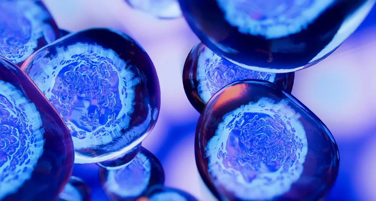 Will Stem Cells Help You Live Longer?