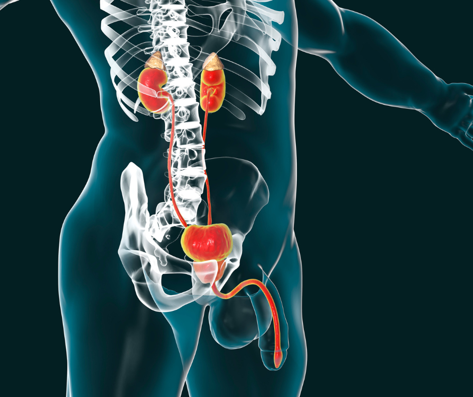 stem-cell-for-kidney-disease