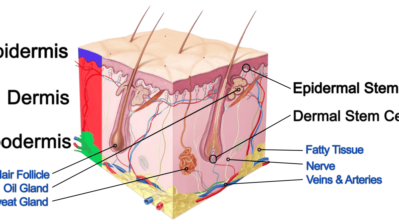 stem-cell-in-skin-layer