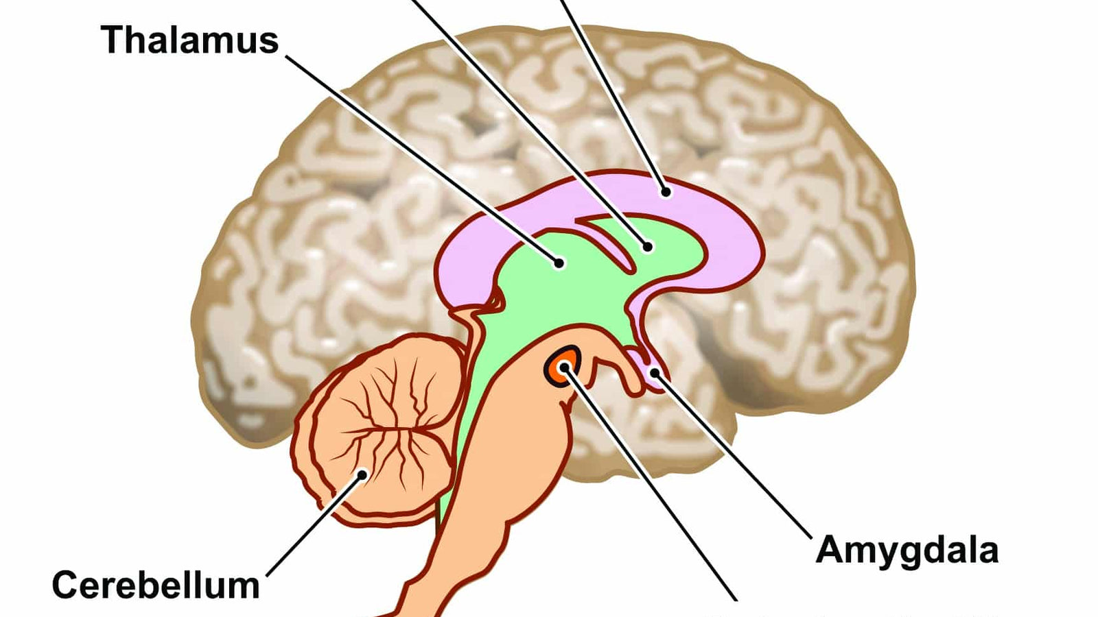 stem-cell-therapy-to-repair-brain-damage